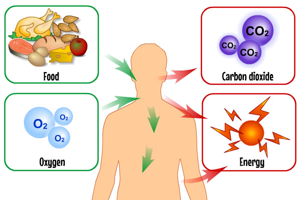 Diagram showing food and oxygen entering body, and carbon dioxide and energy being generated