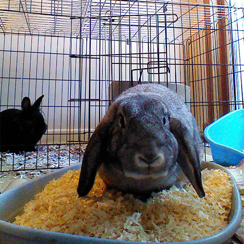 Pets, 2 indoor rabbits